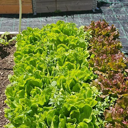 Ninfea * Vico Equense