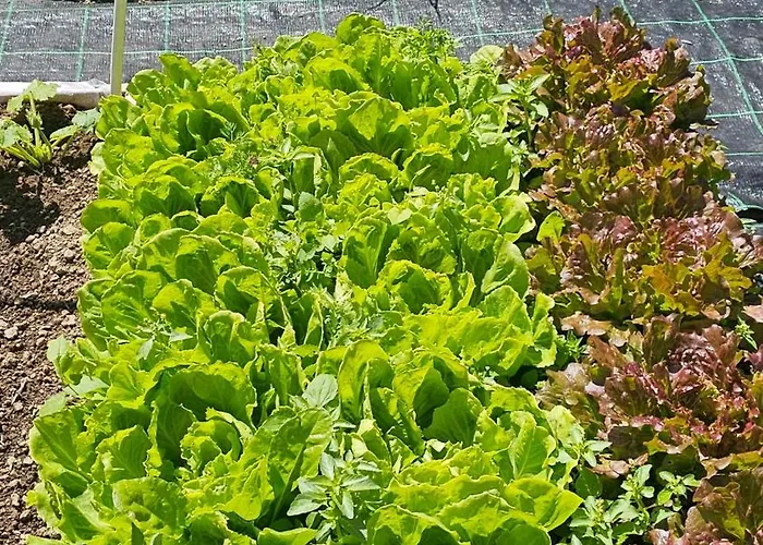 Ninfea * Vico Equense